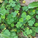 Oxalis corniculata L.Oxalis corniculata L.