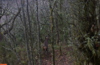 Cervus elaphus Linnaeus, 1758Cervus elaphus Linnaeus, 1758