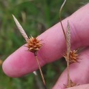 Carex durieui Steud. ex KunzeCarex durieui Steud. ex Kunze