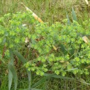 Euphorbia sp. L.Euphorbia sp. L.