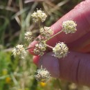 Peucedanum lancifolium LangePeucedanum lancifolium Lange