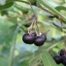 Solanum sp. L.Solanum sp. L.