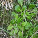 Saxifraga spathularis Brot.Saxifraga spathularis Brot.