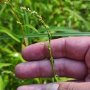 Persicaria hydropiper (L.) SpachPersicaria hydropiper (L.) Spach