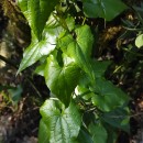 Dioscorea communis (L.) Caddick & WilkinDioscorea communis (L.) Caddick & Wilkin
