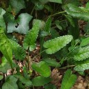 Stachys officinalis (L.) Trevis.Stachys officinalis (L.) Trevis.