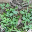 Potentilla montana Brot.Potentilla montana Brot.