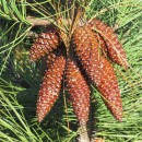 Pinus sp. L.Pinus sp. L.