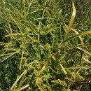 Cyperus eragrostis Lam.Cyperus eragrostis Lam.