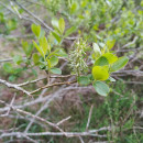 Salix caprea L.Salix caprea L.