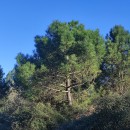 Pinus pinaster AitonPinus pinaster Aiton