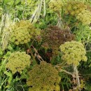Angelica pachycarpa LangeAngelica pachycarpa Lange