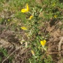 Ulex europaeus L. subsp. europaeusUlex europaeus L. subsp. europaeus