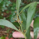 Acacia melanoxylon R.Br.Acacia melanoxylon R.Br.