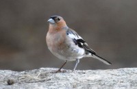 Fringilla coelebs Linnaeus, 1758 subsp. balearica (Von Jordans, 1923)Fringilla coelebs Linnaeus, 1758 subsp. balearica (Von Jordans, 1923)