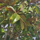 Magnolia grandiflora L.Magnolia grandiflora L.