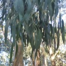 Eucalyptus robusta Sm.Eucalyptus robusta Sm.