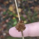 Juncus conglomeratus L.Juncus conglomeratus L.