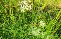 Anthoxanthum aristatum Boiss.Anthoxanthum aristatum Boiss.