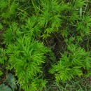 Artemisia verlotiorum Lam.Artemisia verlotiorum Lam.