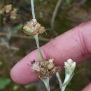 Helichrysum luteoalbum (L.) Rchb.Helichrysum luteoalbum (L.) Rchb.