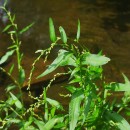 Persicaria hydropiper (L.) SpachPersicaria hydropiper (L.) Spach