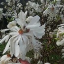 Magnolia stellata (Siebold & Zucc.) Maxim.Magnolia stellata (Siebold & Zucc.) Maxim.