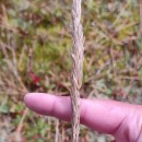 Ammophila arenaria (L.) LinkAmmophila arenaria (L.) Link