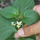 Solanum nigrum L.Solanum nigrum L.
