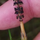 Equisetum palustre L.Equisetum palustre L.