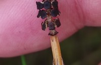 Equisetum palustre L.Equisetum palustre L.
