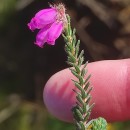Erica tetralix L.Erica tetralix L.