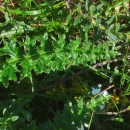 Cirsium filipendulum LangeCirsium filipendulum Lange