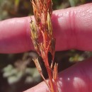 Narthecium ossifragum (L.) Huds.Narthecium ossifragum (L.) Huds.