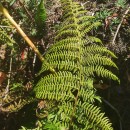Athyrium filix-femina (L.) RothAthyrium filix-femina (L.) Roth