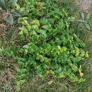 Sisymbrium austriacum Jacq. subsp. chrysanthum (Jord.) Rouy & FoucaudSisymbrium austriacum Jacq. subsp. chrysanthum (Jord.) Rouy & Foucaud
