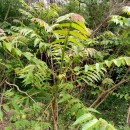 Ailanthus altissima (Mill.) SwingleAilanthus altissima (Mill.) Swingle