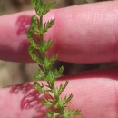 Achillea millefolium L.Achillea millefolium L.