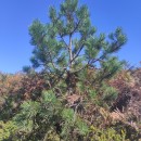 Pinus sylvestris L.Pinus sylvestris L.