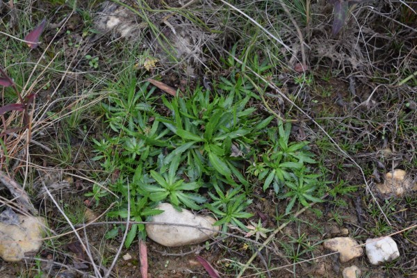 Eryngium Viviparum J Gay Subsp Viviparum Biodiversidade