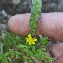 Dittrichia graveolens (L.) Desf.Dittrichia graveolens (L.) Desf.