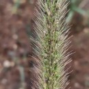 Setaria viridis (L.) Beauv.Setaria viridis (L.) Beauv.