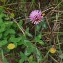 Trifolium pratense L.Trifolium pratense L.