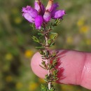 Erica cinerea L.Erica cinerea L.