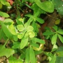 Euphorbia dulcis L.Euphorbia dulcis L.