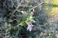 Teucrium fruticans L.Teucrium fruticans L.