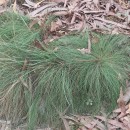 Agrostis curtisii KerguélenAgrostis curtisii Kerguélen