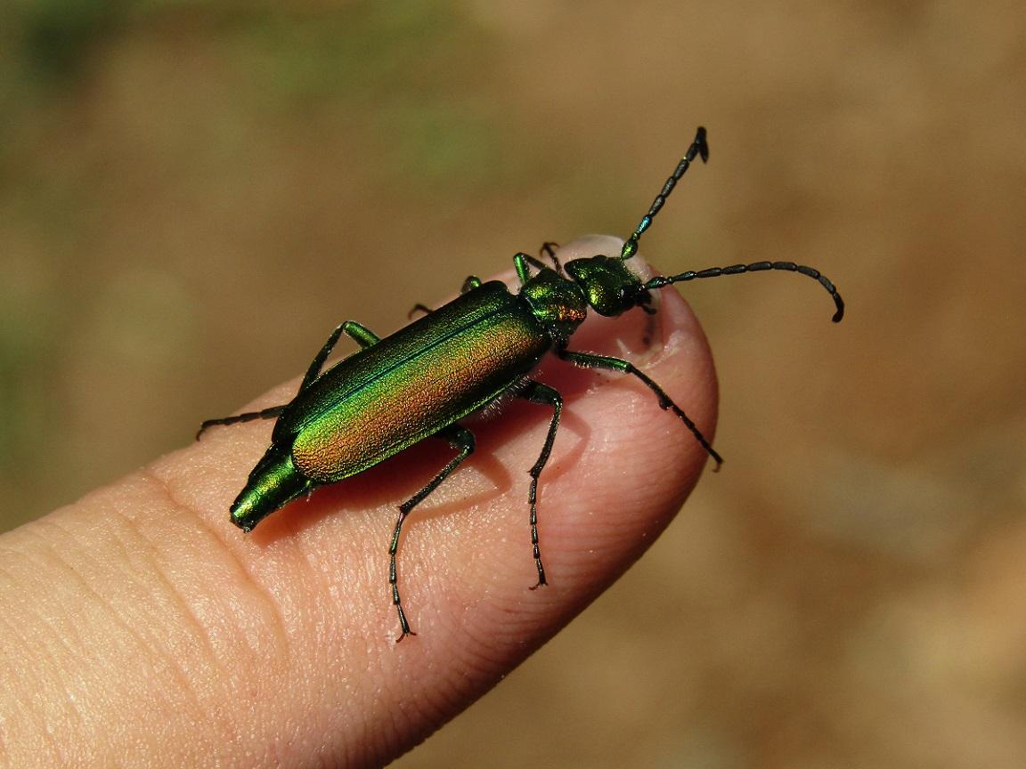 Lytta vesicatoria (Linnaeus, 1758) - Biodiversidade