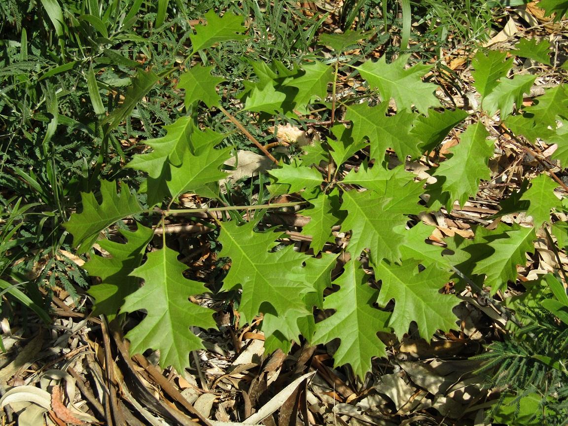 Quercus Rubra L Biodiversidade Ameazada 0476