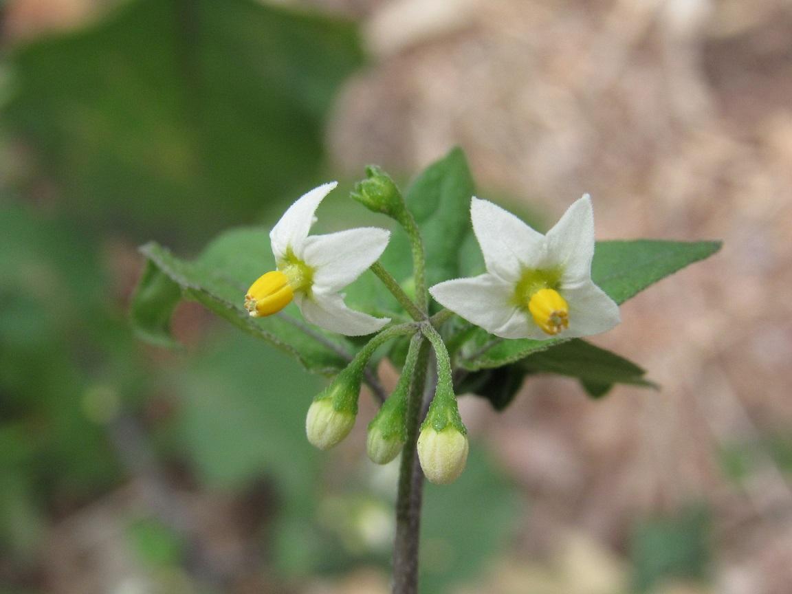 Solanum Sp L Biodiversidade